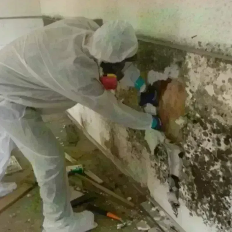 Mold Remediation and Removal in Oak Hill, WV